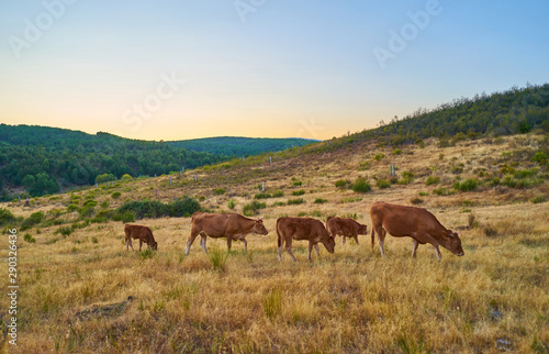 Cows grazing in the sunset of Extremadura  Spain