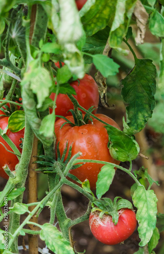 Photo with red and green tomatoes ripening in the greenhouse on the bushes.