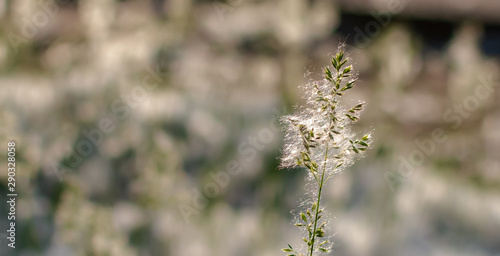 Panicle of reed grass or smallweed (Calamagrostis) covered with poplar wool on a summer sunny evening. Nature background with Calamagrostis closeup. Soft dreamy image. © Lena Maximova