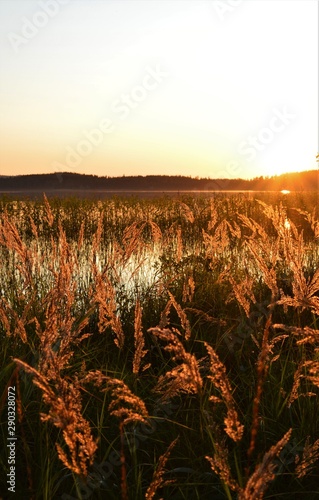 Autumn sunset in Puolanka Finland. Lake, last sunbeams and grass. photo