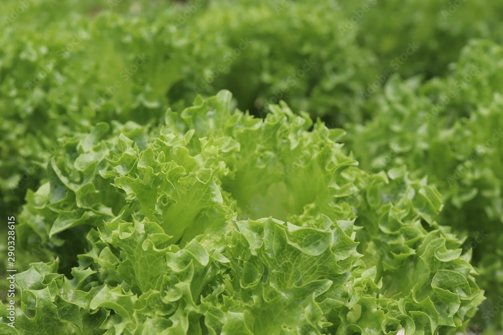 Fresh green oak lettuce leaves background Fresh green oak lettuce leaves background
