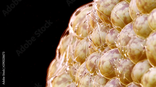 Quadro em tela 3d rendered illustration of human fat cells