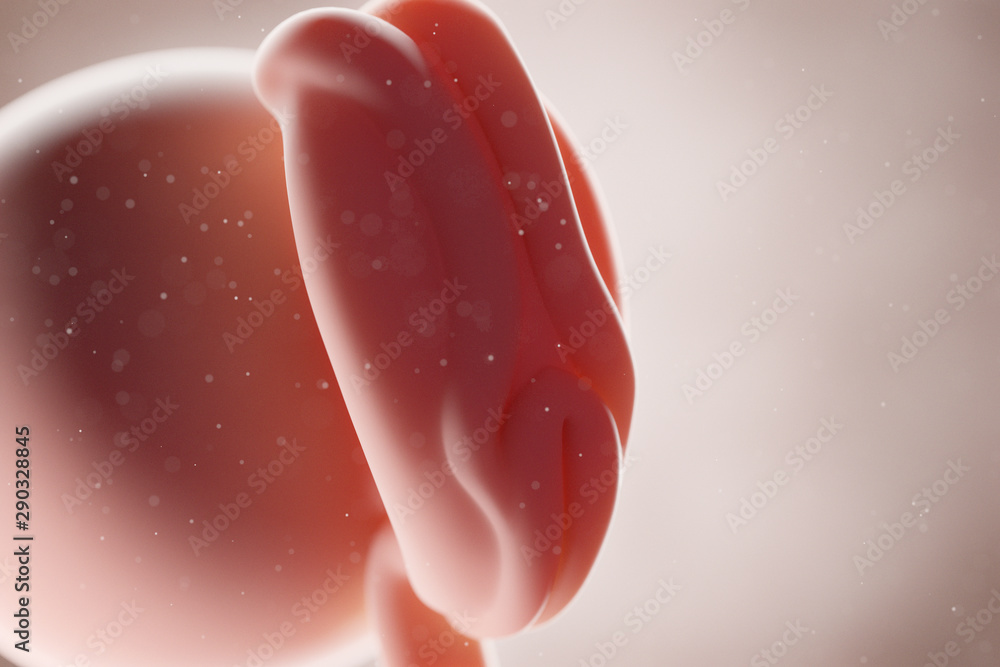 Fototapeta premium 3d rendered medically accurate illustration of a human fetus - week 4