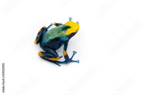 The Poison dart frog isolated on white background