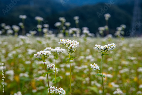 そばの花 満開のころ