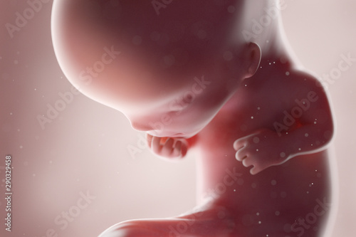 3d rendered medically accurate illustration of a human fetus - week 11 photo