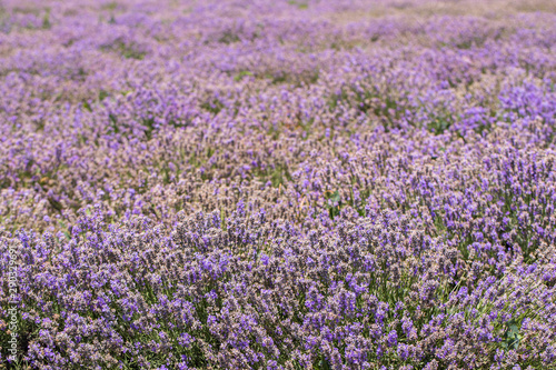 Flowering lavender. Field of blue flowers. Lavandula - flowering plants in the mint family  Lamiaceae. 