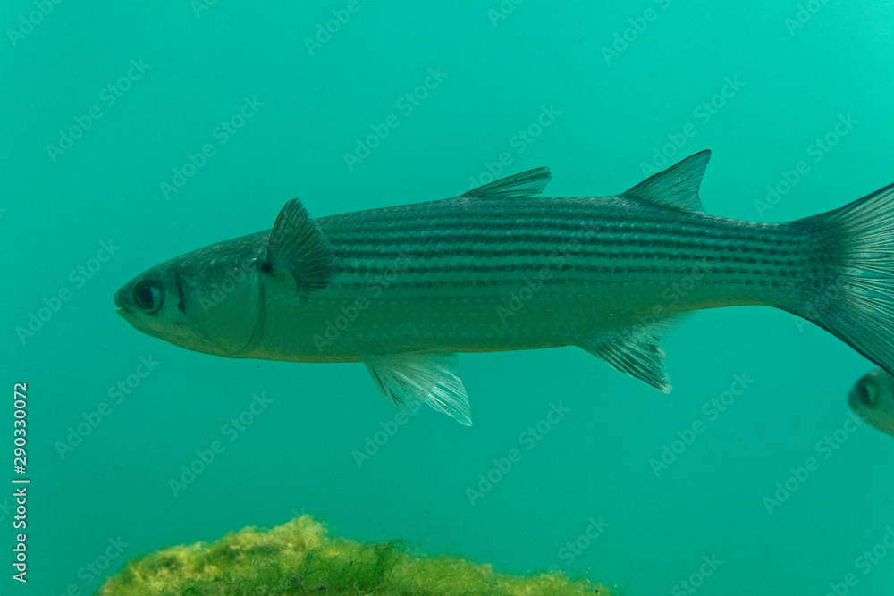 The thinlip mullet from Skradinski buk, Krka National Park The thinlip mullet from Skradinski buk, Krka National Park
