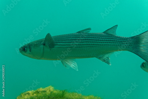 The thinlip mullet from Skradinski buk  Krka National Park