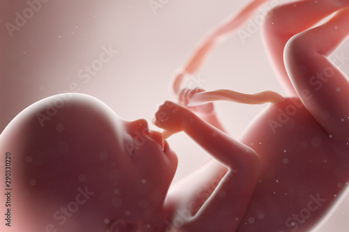 Canvastavla 3d rendered medically accurate illustration of a human fetus - week 20