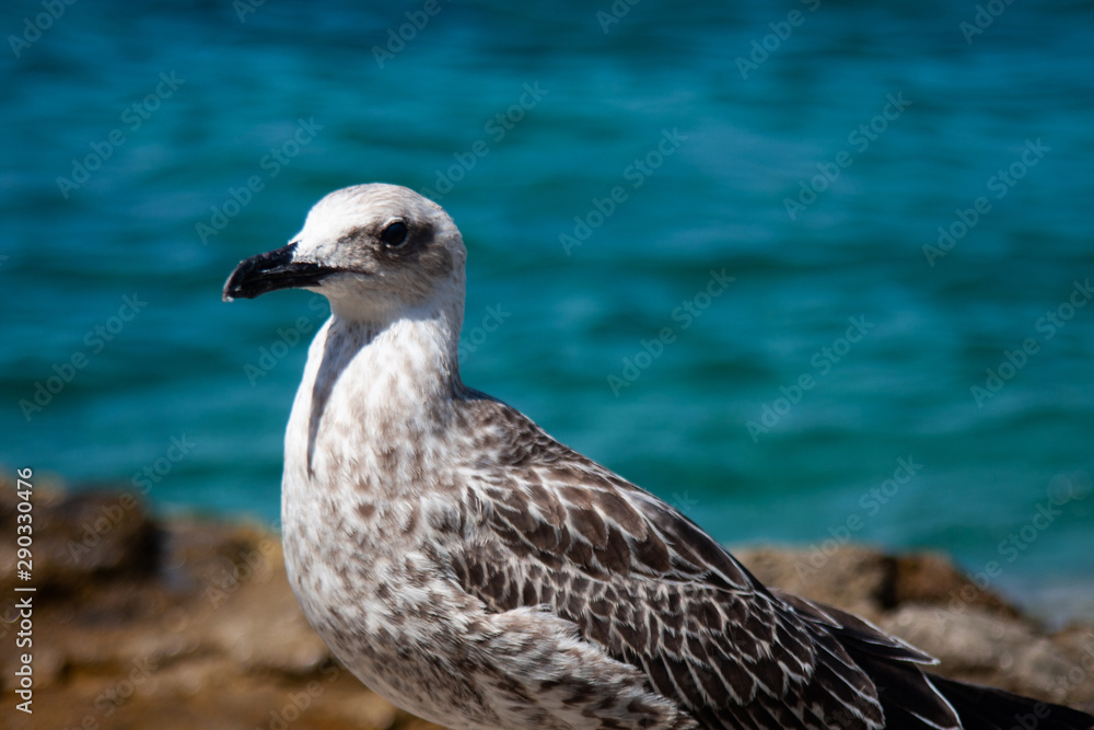 Seagull standing on the rock with blue sea on the background Seagull standing on the rock with blue sea on the background