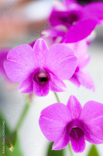 Purple orchid flower with blur background, close up flower.