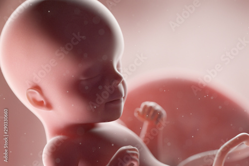 Valokuvatapetti 3d rendered medically accurate illustration of a human fetus - week 26
