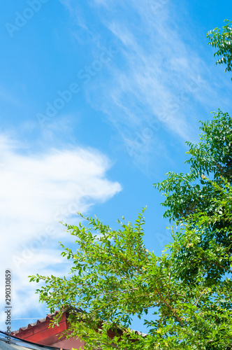 Blue sky with cloud and green leaf big tree in summer season,