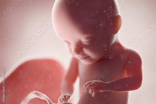Fototapeta 3d rendered medically accurate illustration of a human fetus - week 31