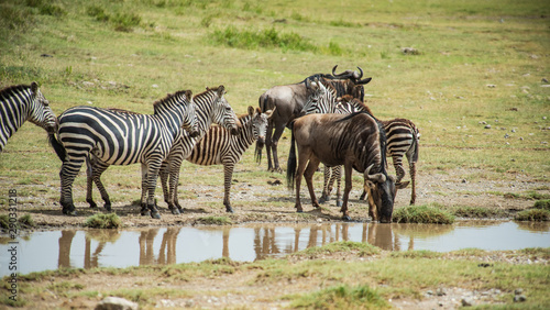 Zebra and Wildebeest at Water hole