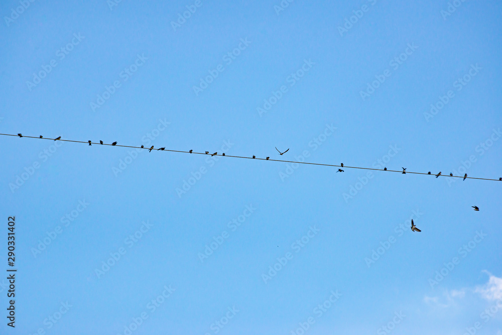 Birds flock together on the electric wire, North Macedonia Birds flock together on the electric wire, North Macedonia