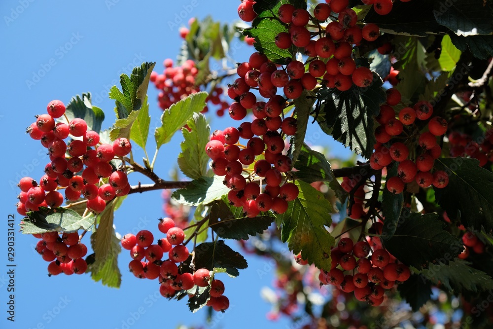 Branch with red fruits of Crataegus - commonly called hawthorn, thornapple, May-tree, whitethorn, or hawberry. It is edible and medicinal plant. Used to jams, jellies, juices, alcoholic beverages. Branch with red fruits of Crataegus - commonly called hawthorn, thornapple, May-tree, whitethorn, or hawberry. It is edible and medicinal plant. Used to jams, jellies, juices, alcoholic beverages.