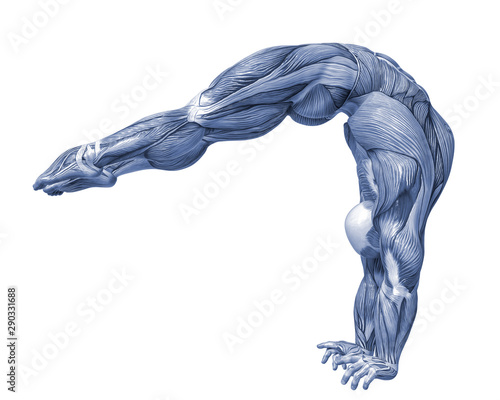 muscle man anatomy in an white background © DM7