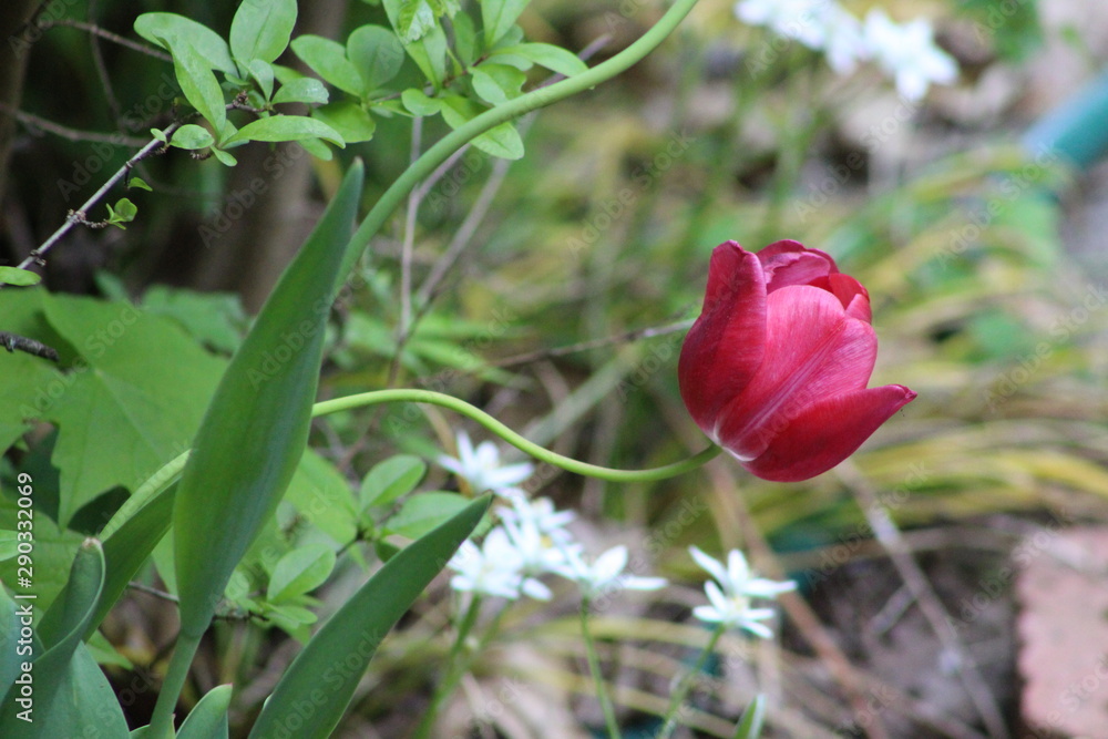 Red Tulip Red Tulip