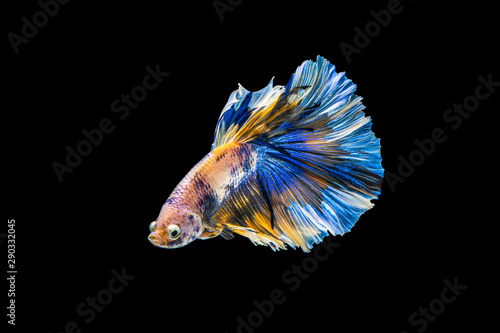 Fotografía The moving moment beautiful of blue siamese betta fish or fancy betta splendens fighting fish in thailand on black background