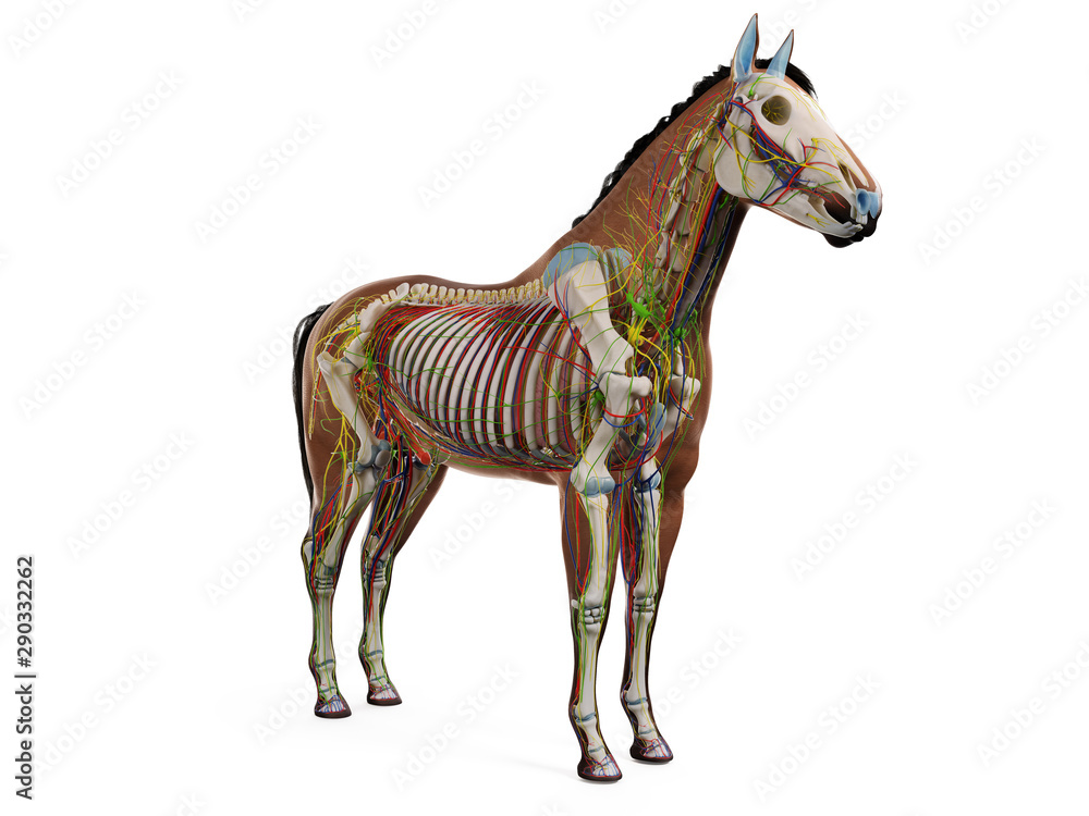 Obraz premium 3d rendered anatomy of the equine anatomy