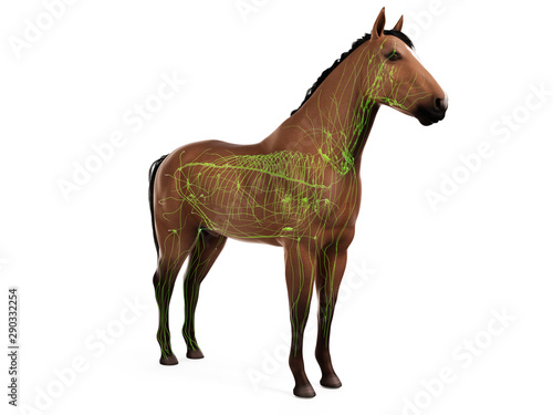 3d rendered anatomy of the equine anatomy - the lymphatic system