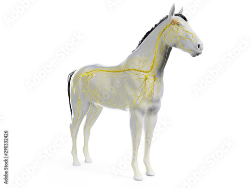 3d rendered anatomy of the equine anatomy - the nervous system