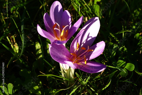 Herbstblumen