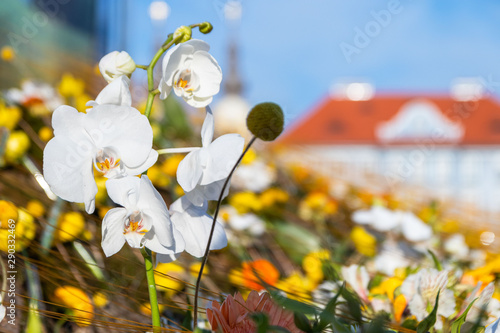 The street art flower festival in Timisoara - Timfloralis in 2019 photo