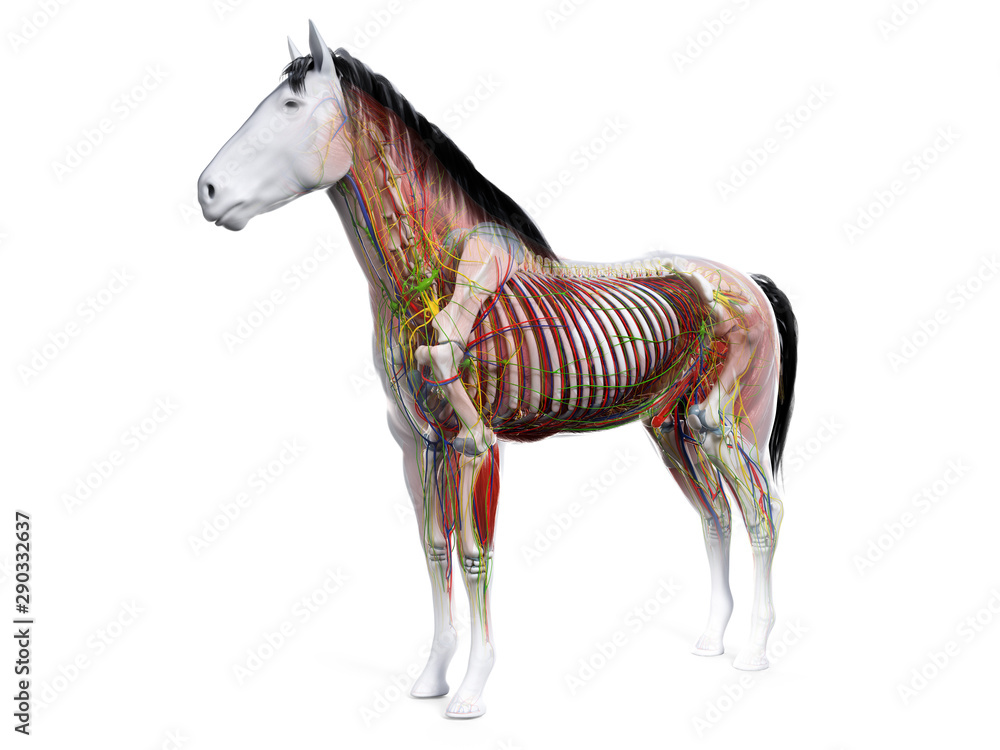 Obraz premium 3d rendered anatomy of the equine anatomy