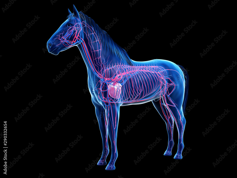 3d rendered anatomy of the equine anatomy - the vascular system 3d rendered anatomy of the equine anatomy - the vascular system