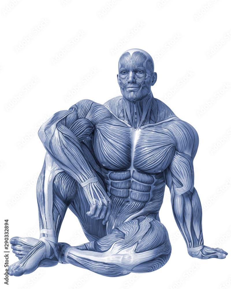 muscle man anatomy in an white background muscle man anatomy in an white background