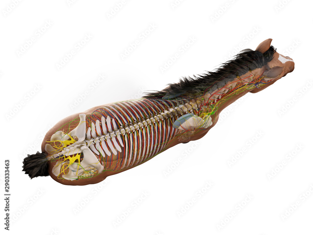 3d rendered anatomy of the equine anatomy 3d rendered anatomy of the equine anatomy