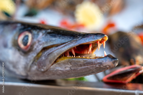 Photography Close up on barracuda teeth