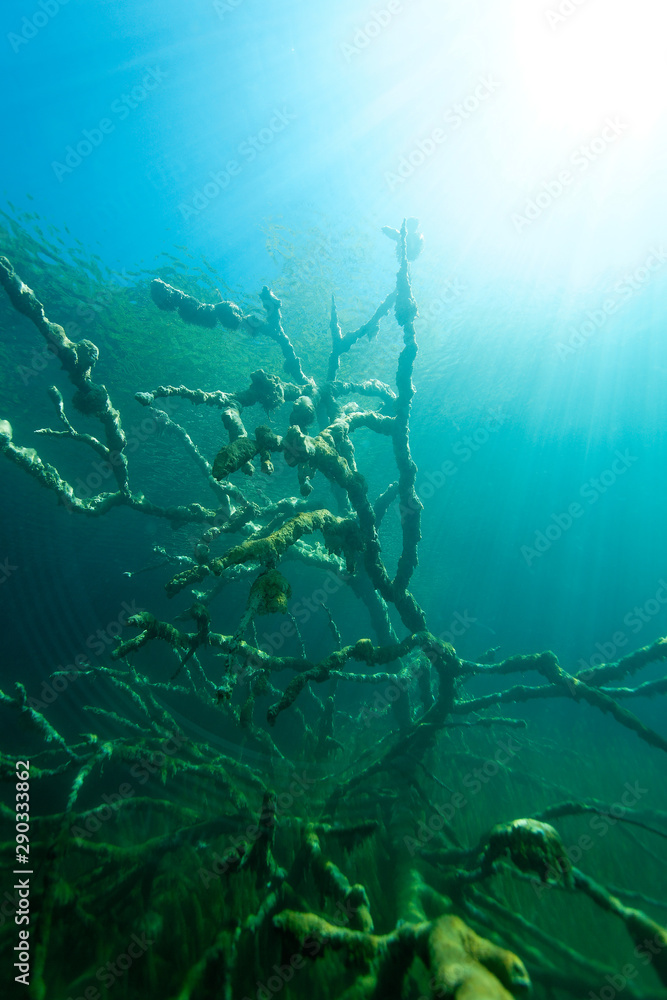 Obraz premium underwater world of Plitvice Lakes, Croatia