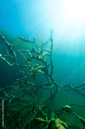 underwater world of Plitvice Lakes, Croatia