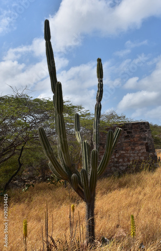 Large Cactus at the Balashi Ruins in Aruba photo