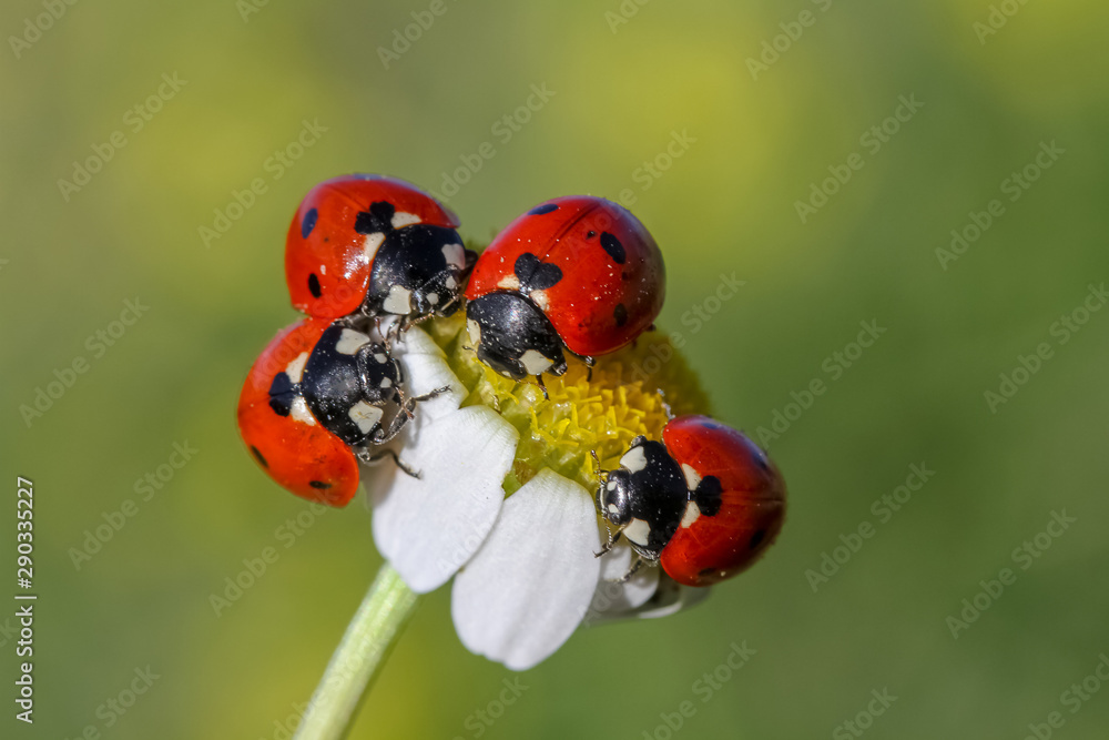 Fototapeta premium ladybug on flower