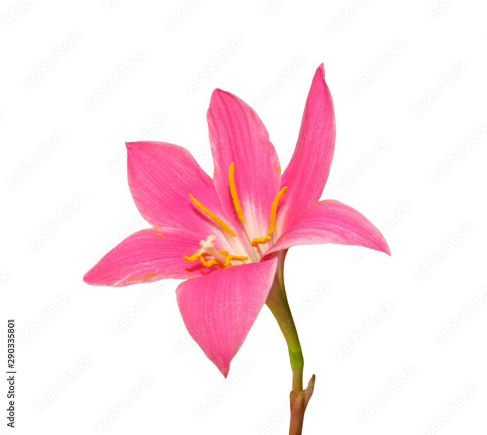 Fototapeta premium Beautiful pink flower isolated on a white background