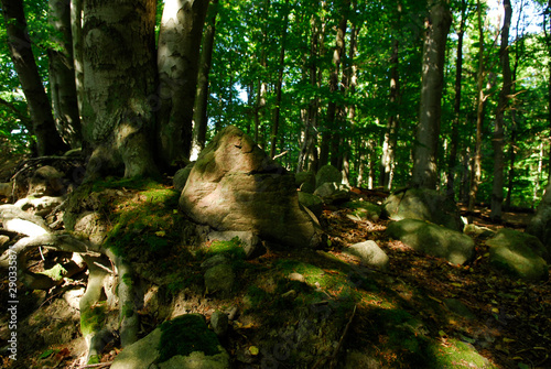 31.08.2008 Feldberg (Feldberger Seenlandschaft).Laubwald photo