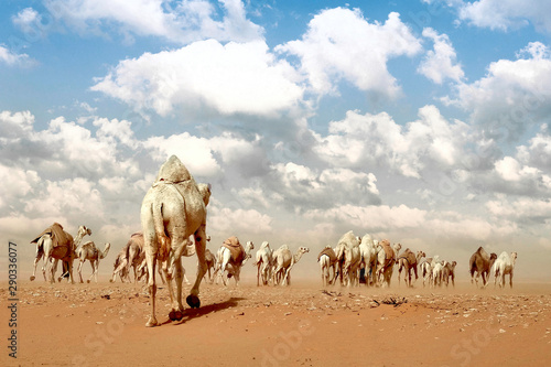 camels in desert