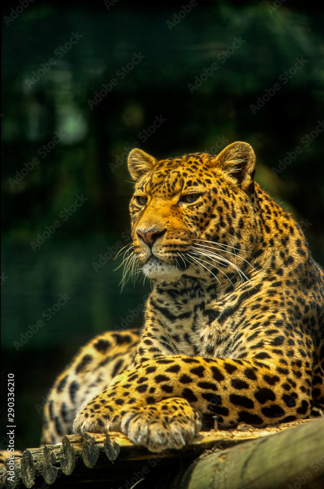 Obraz premium Leopard en captivité