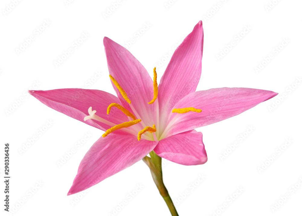 Fototapeta premium Beautiful pink flower isolated on a white background