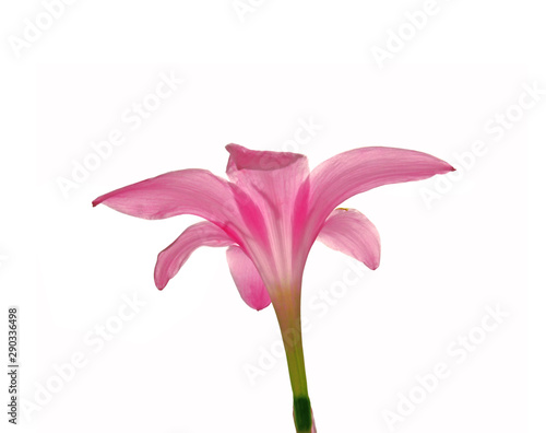 Beautiful pink flower isolated on a white background