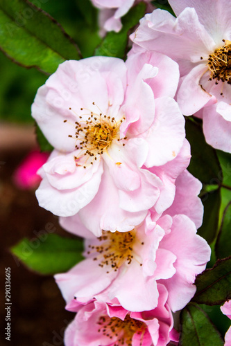 Peonies