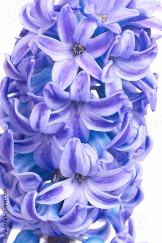 Beautiful blue flowers hyacinthes isolated on white. Spring macro background