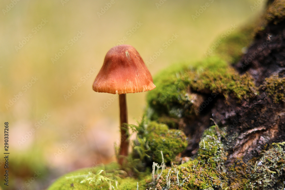 Mushroom in the moss on a green background in the autumn forest Mushroom in the moss on a green background in the autumn forest
