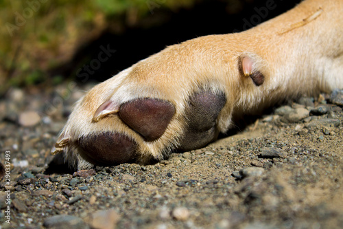 Paws