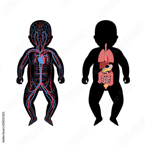  internal organs and circulatory system of baby